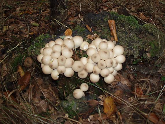 prášnica hruškovitá Lycoperdon pyriforme Schaeff.