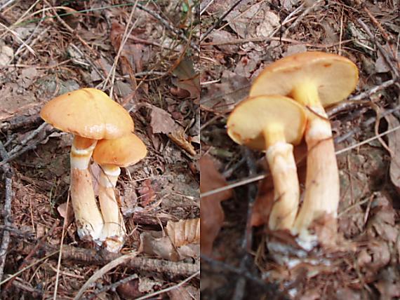 masliak smrekovcový Suillus grevillei (Klotzsch) Singer