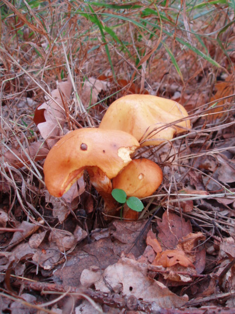 masliak smrekovcový Suillus grevillei (Klotzsch) Singer