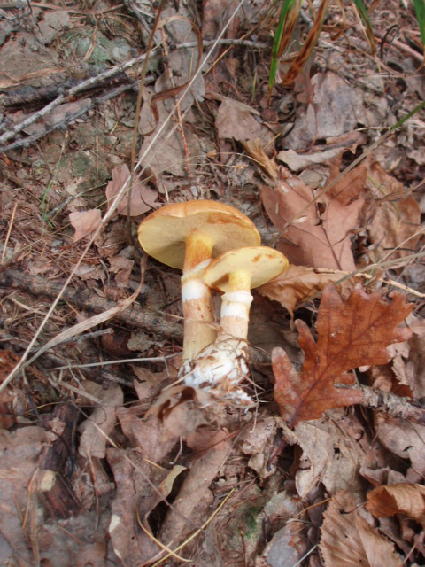 masliak smrekovcový Suillus grevillei (Klotzsch) Singer