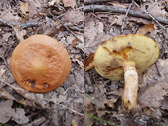 masliak smrekovcový Suillus grevillei (Klotzsch) Singer