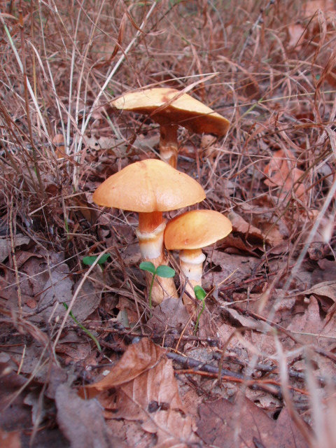 masliak smrekovcový Suillus grevillei (Klotzsch) Singer