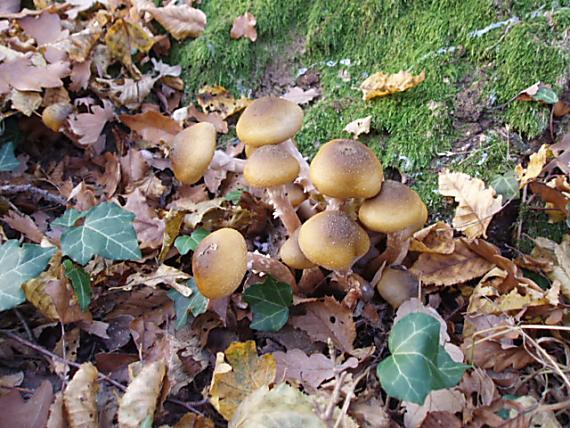 podpňovka obyčajná Armillaria mellea (Vahl) P. Kumm.