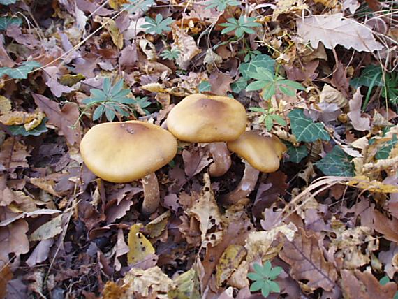 podpňovka obyčajná Armillaria mellea (Vahl) P. Kumm.