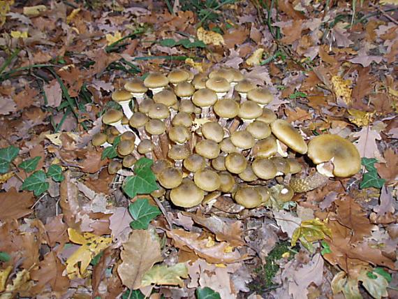 podpňovka obyčajná Armillaria mellea (Vahl) P. Kumm.