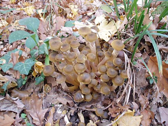 podpňovka obyčajná Armillaria mellea (Vahl) P. Kumm.