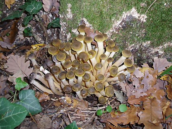 podpňovka obyčajná Armillaria mellea (Vahl) P. Kumm.