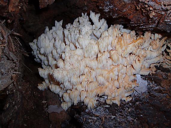 koralovec bukový Hericium coralloides (Scop.) Pers.