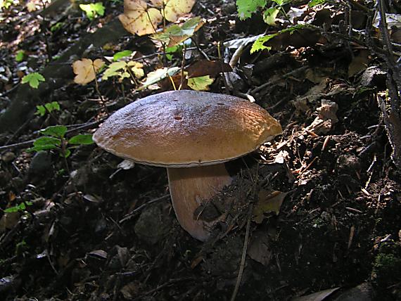 hríb smrekový Boletus edulis Bull.