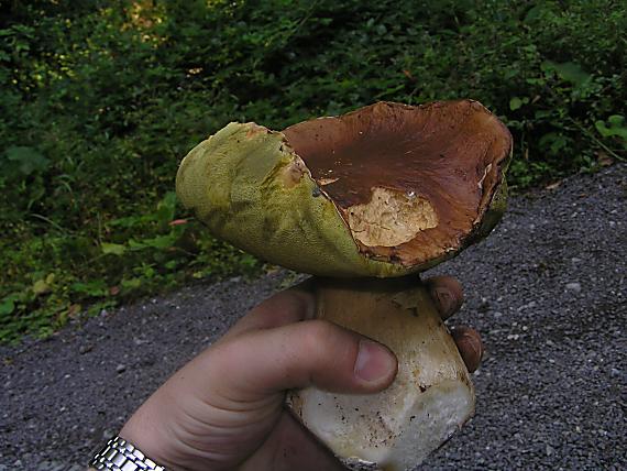 hríb smrekový Boletus edulis Bull.