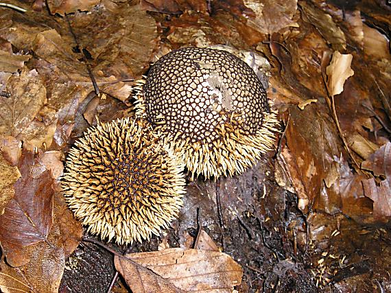 prášnica pichliačová Lycoperdon echinatum Pers.