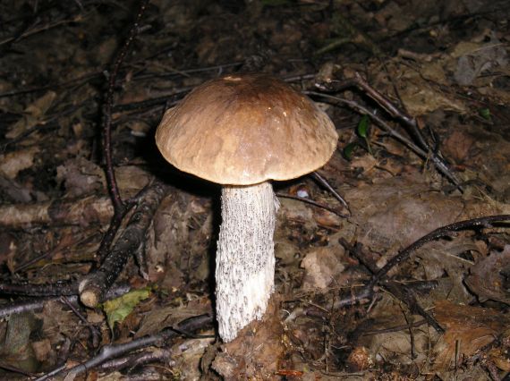 kozák hrabový Leccinum pseudoscabrum (Kallenb.) Šutara