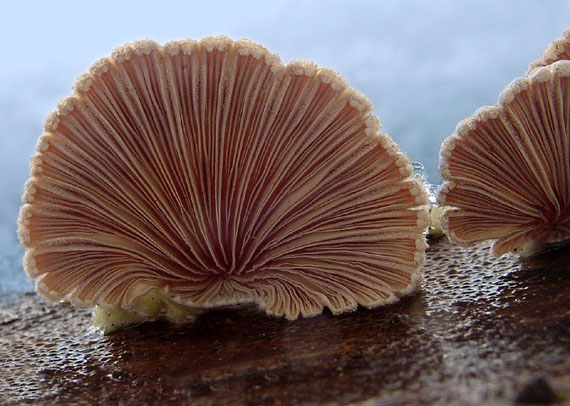 klanolupeňovka obyčajná Schizophyllum commune Fr.