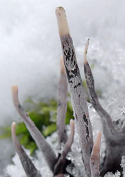 drevnatec parohatý Xylaria hypoxylon (L.) Grev.