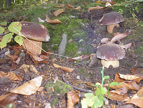 hríb sosnový Boletus pinophilus Pil. et Dermek in Pil.