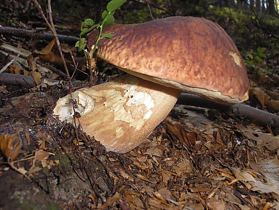 hríb sosnový boletus pinophilus Pil. et Dermek in Pil.