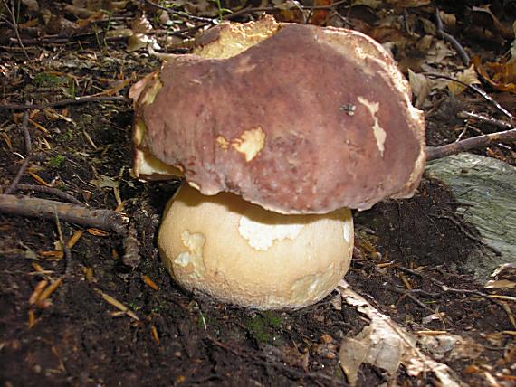 hríb sosnový boletus pinophilus Pil. et Dermek in Pil.