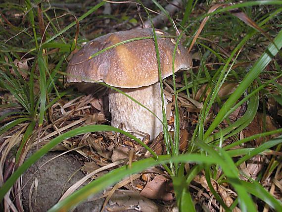 hríb smrekový Boletus edulis Bull.