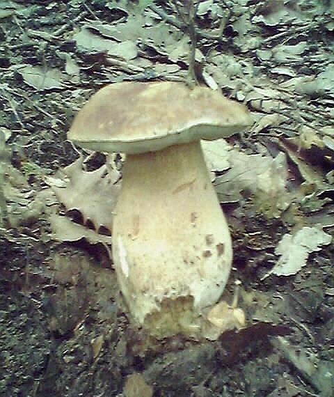 hríb dubový Boletus reticulatus Schaeff.