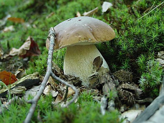 hríb dubový Boletus reticulatus Schaeff.