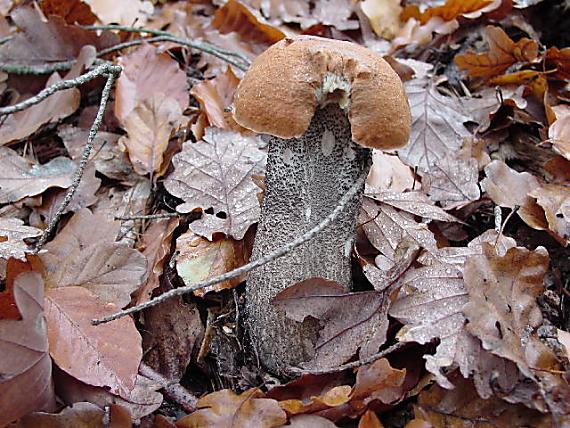 kozák Leccinum sp.