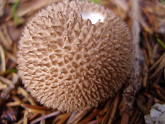 prášnica Lycoperdon sp.