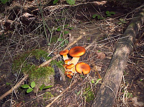 kališník hnedooranžový Omphalotus olearius (DC.) Singer