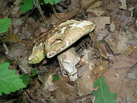 hríb dubový Boletus reticulatus Schaeff.