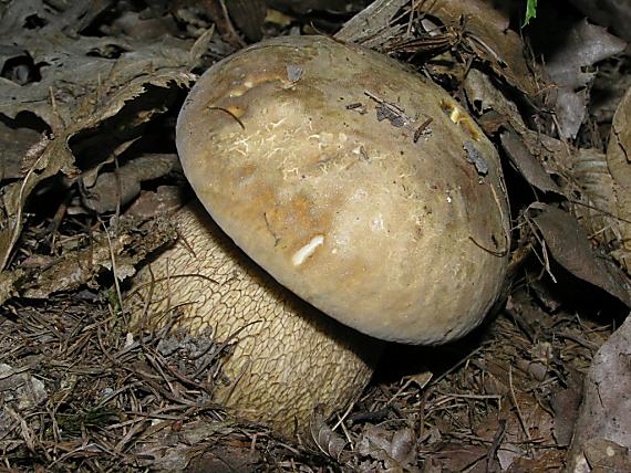 hríb dubový Boletus reticulatus Schaeff.