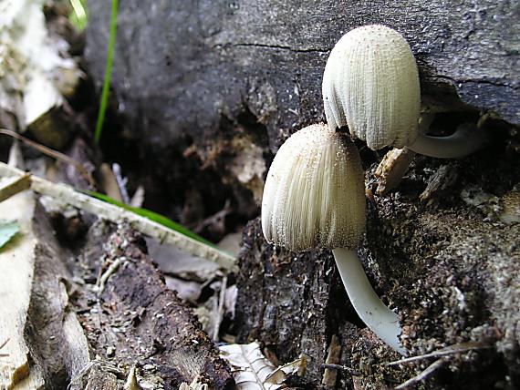 hnojník okrový Coprinellus domesticus (Bolton) Vilgalys, Hopple & Jacq. Johnson