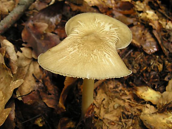 povraznica širokolupeňová Megacollybia platyphylla (Pers.) Kotl. & Pouzar