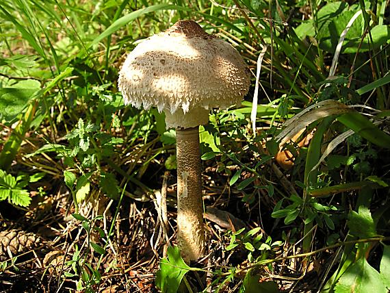 bedľa vysoká Macrolepiota procera (Scop.) Singer