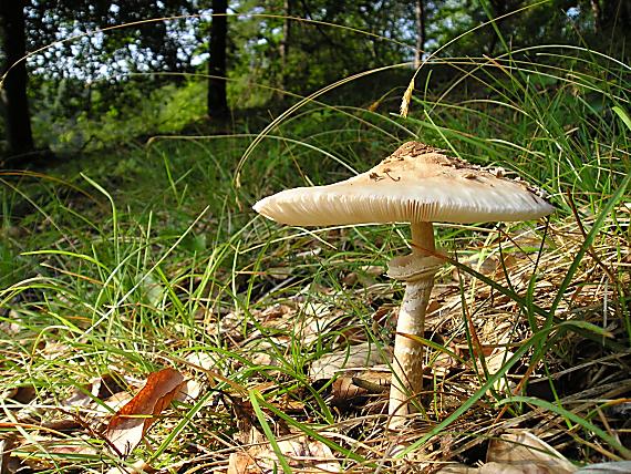 bedľa Macrolepiota sp.