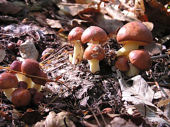 masliak Suillus sp.