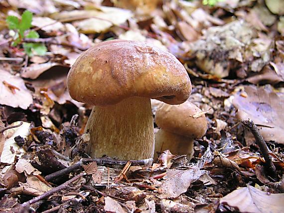 hríb dubový Boletus reticulatus Schaeff.