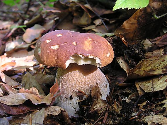 hríb Boletus sp.