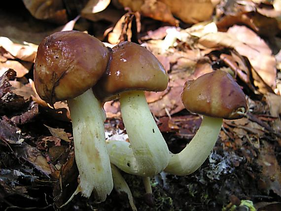 masliak Suillus sp.