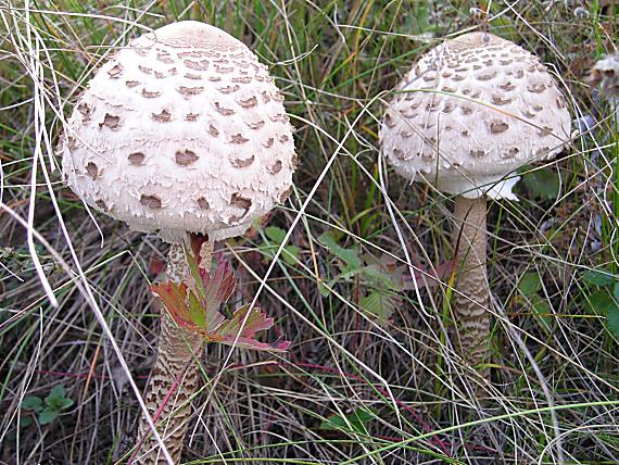 bedľa vysoká Macrolepiota procera (Scop.) Singer