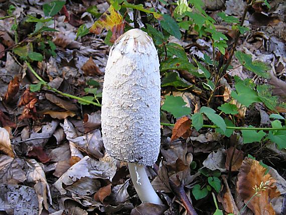 hnojník obyčajný Coprinus comatus (O.F. Müll.) Pers.