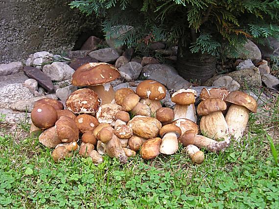 hríb smrekový Boletus edulis Bull.