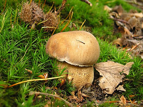 hríb dubový Boletus reticulatus Schaeff.