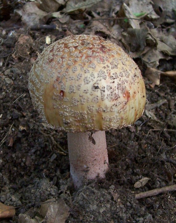 muchotrávka červenkastá Amanita rubescens Pers.