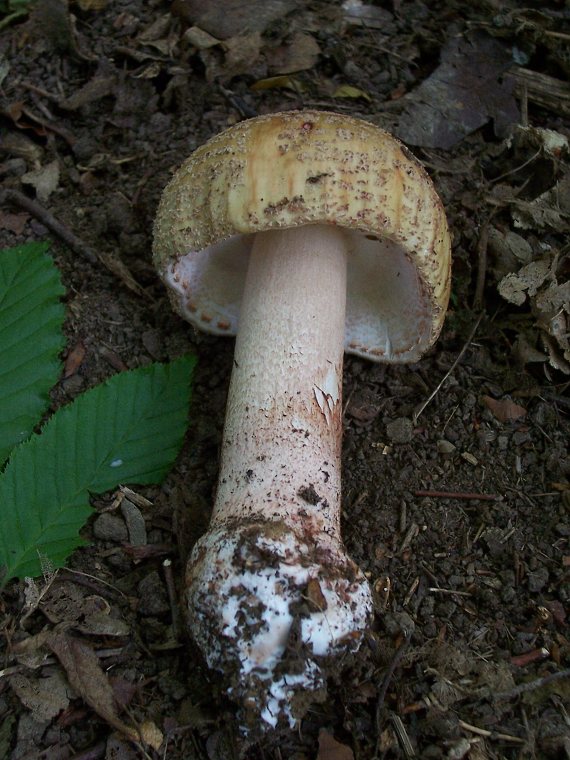 muchotrávka červenkastá Amanita rubescens Pers.