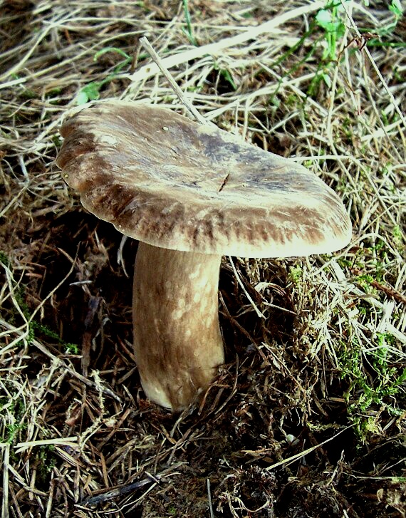 rýdzik Lactarius sp.