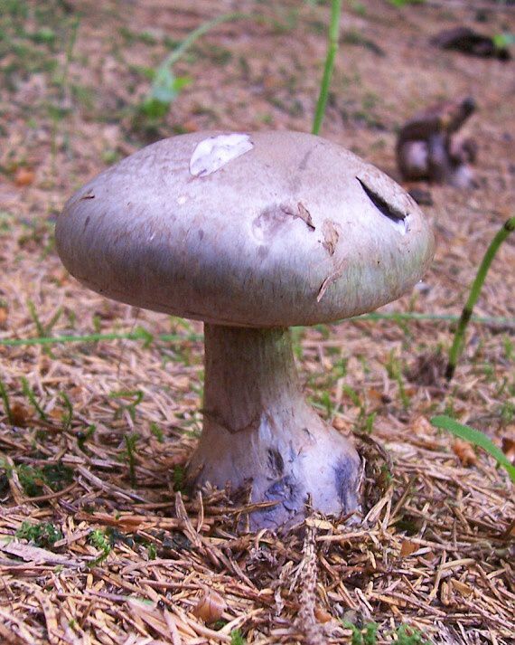 pavučinovec Cortinarius sp.