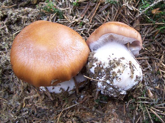 pavučinovec Cortinarius sp.