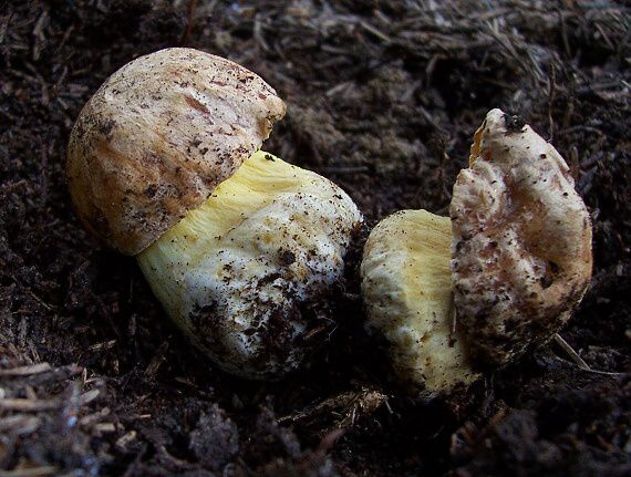 hríb horský Butyriboletus subappendiculatus (Dermek, Lazebn. & J. Veselský) D. Arora & J.L. Frank