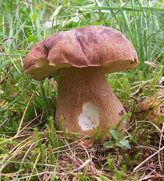 hríb sosnový Boletus pinophilus Pil. et Dermek in Pil.