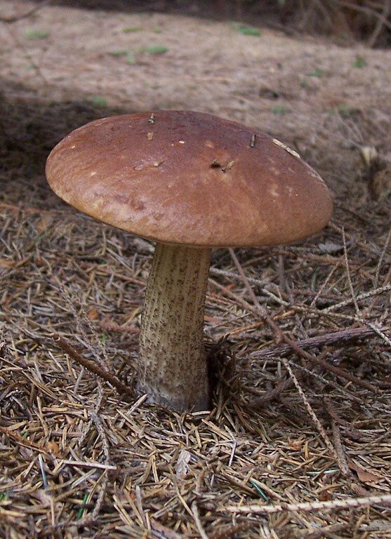 kozák brezový Leccinum scabrum (Bull.) Gray