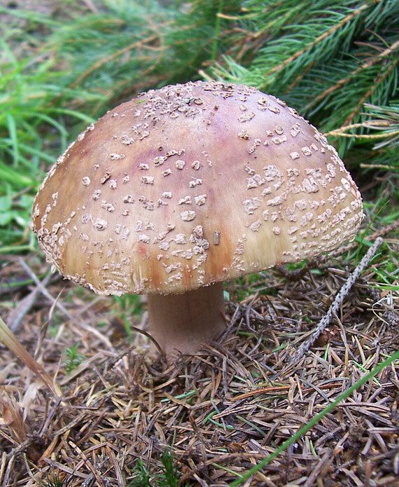 muchotrávka červenkastá Amanita rubescens Pers.